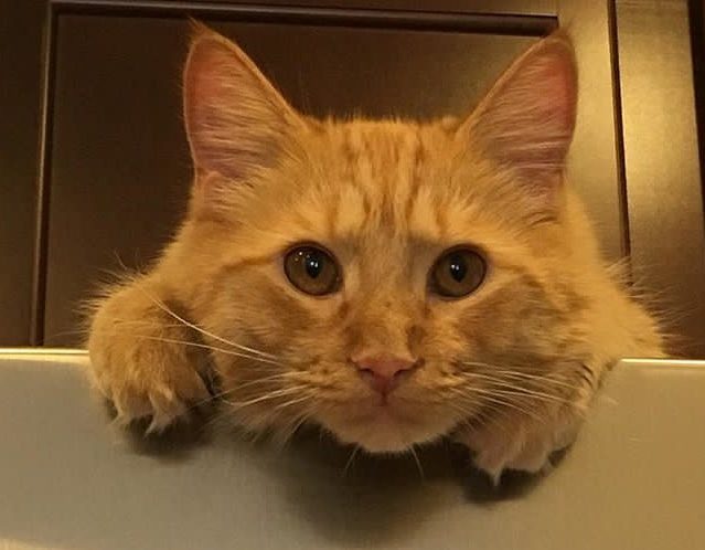 An orange cat named Benny.
